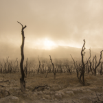 Pluralismo Religioso e Fundamentalismos Político-Religiosos no Brasil