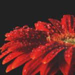 Advento – Num tempo de travessia, a promessa de Esperança